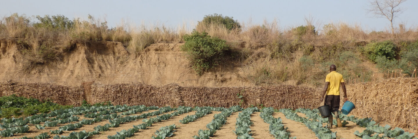 iDE P GHA Ag Hero Cabbage 3X1